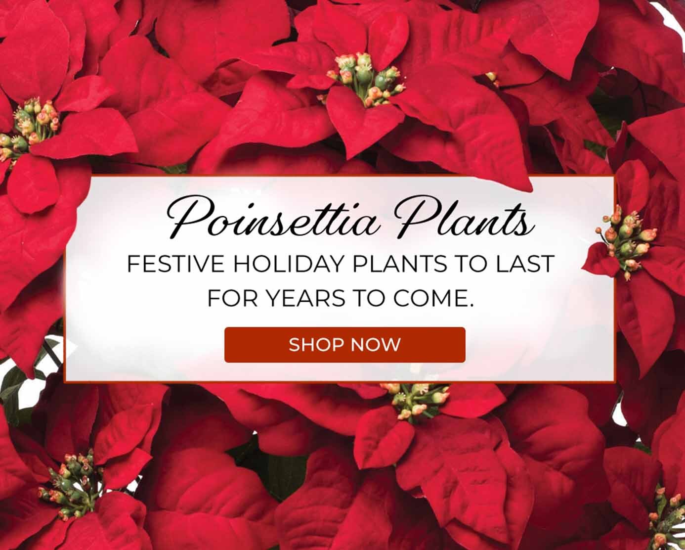 Silk Poinsettia Plants