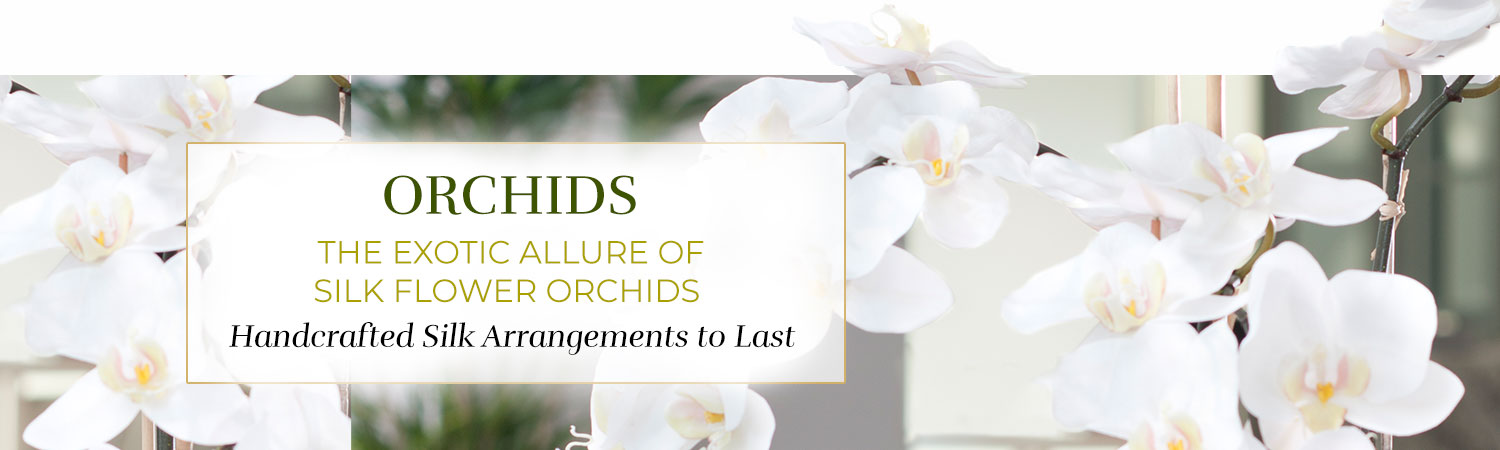 Best Selling Orchids