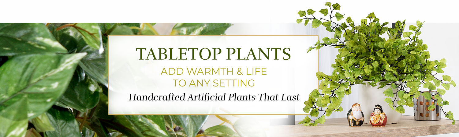 Table & Shelf Plants