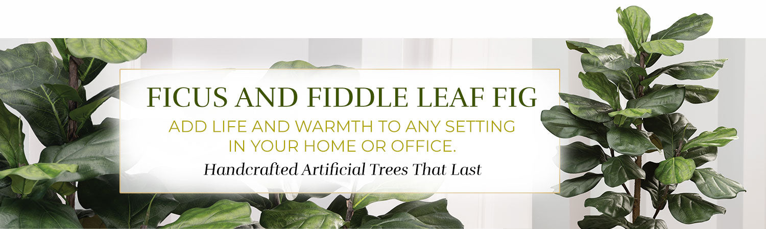 Ficus & Fiddle Leaf Trees
