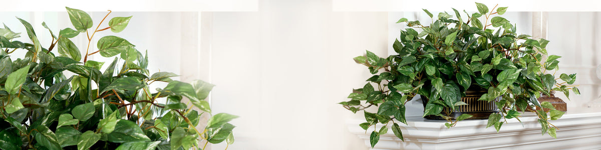 Plants