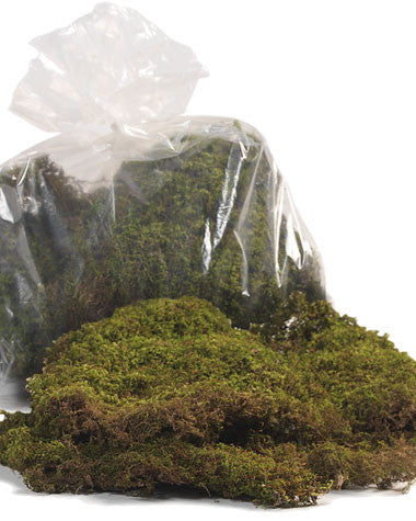 Green Sheet Moss ACH112-NA