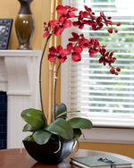 Silk Vanda Orchid Plant FLA597