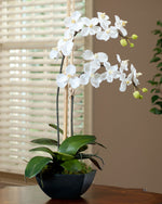 Silk Vanda Orchid Plant FLA597