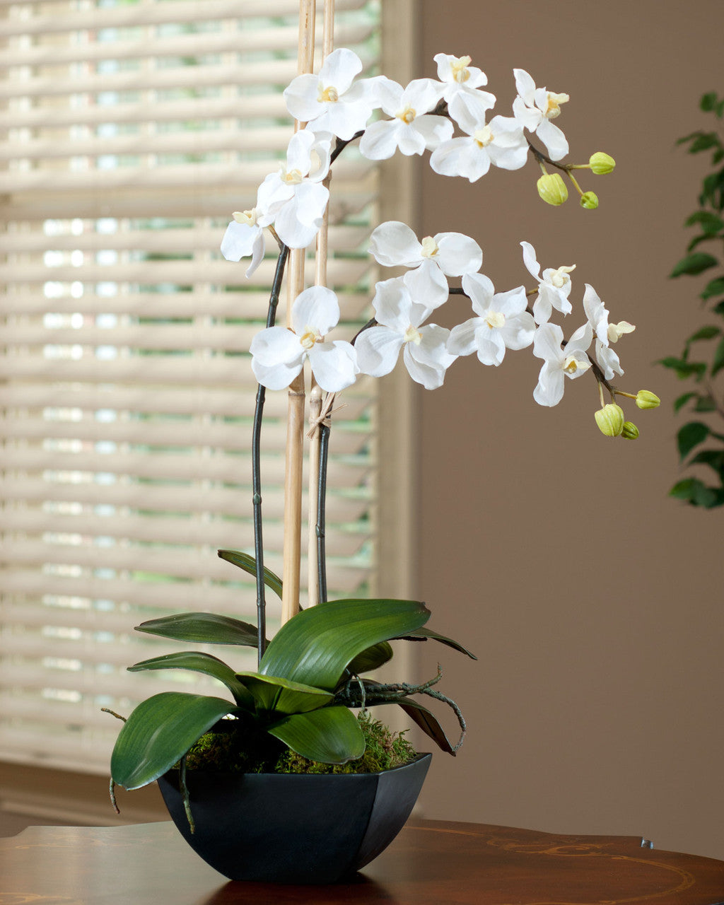 Silk Vanda Orchid Plant FLA597