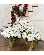 Premier Silk Poinsettia - Large HDB200