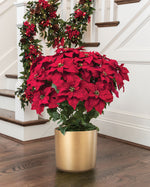 Premier Silk Poinsettia - Extra Large HDB201