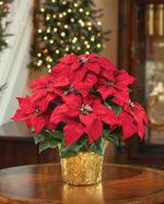 Table Top Silk Poinsettia Plant HDB233