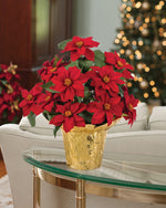 Desk Top Silk Poinsettia, potted in 4" Weighted Flower Pot with Shiny Gold Cover Included, set on a glass table and Christmas Decorations in the background. Closeup.