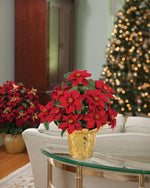 Desk Top Silk Poinsettia, potted in 4" Weighted Flower Pot with Shiny Gold Cover Included, set on a glass table and Christmas Decorations in the background.