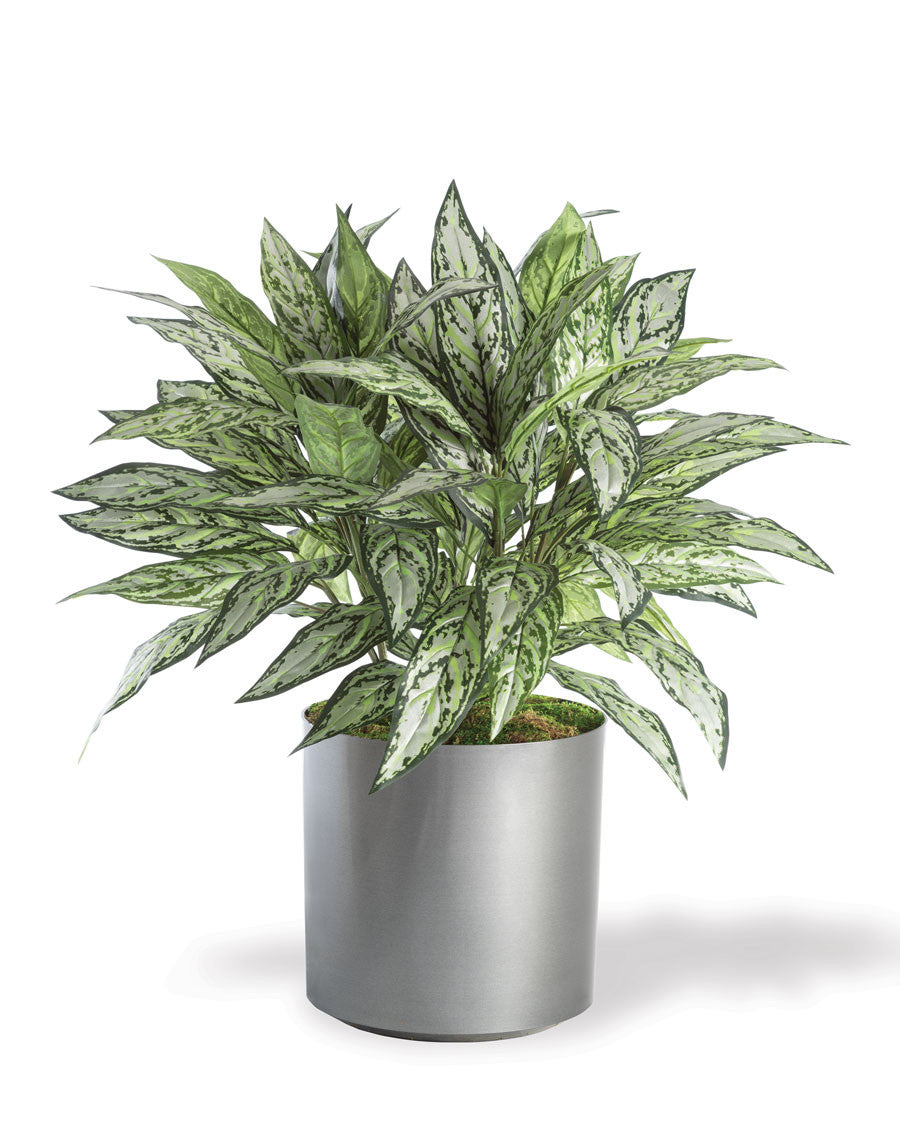 Silver Queen Silk Floor Plant PLA105-GR