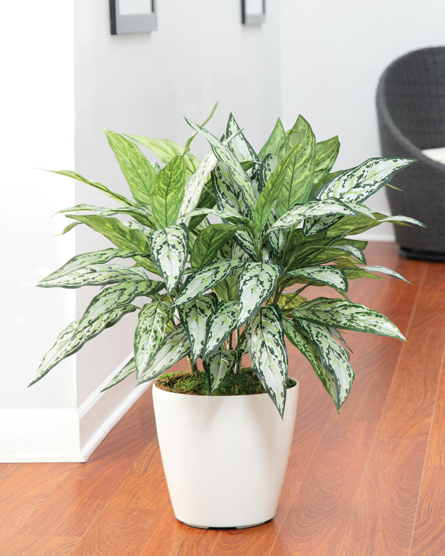 Silver Queen Silk Floor Plant PLA105-GR