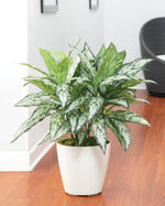 Silver Queen Silk Floor Plant PLA105-GR