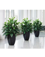 Double Full Spathiphyllum Silk Plant PLA172-GR
