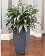 Double Full Silver Queen Silk Plant PLA174-GR