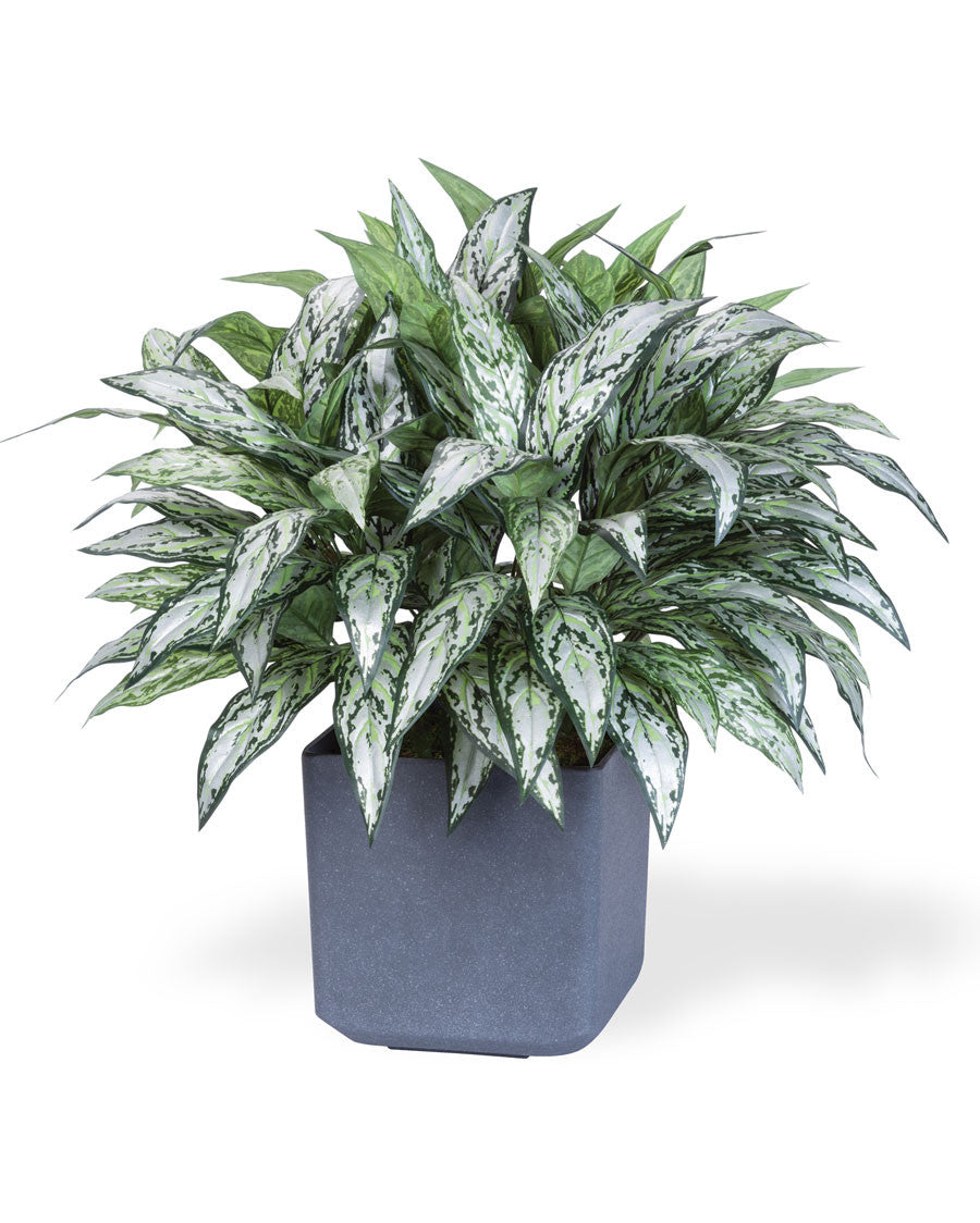 Double Full Silver Queen Silk Plant PLA174-GR