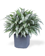 Double Full Silver Queen Silk Plant PLA174-GR