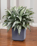 Double Full Silver Queen Silk Plant PLA174-GR
