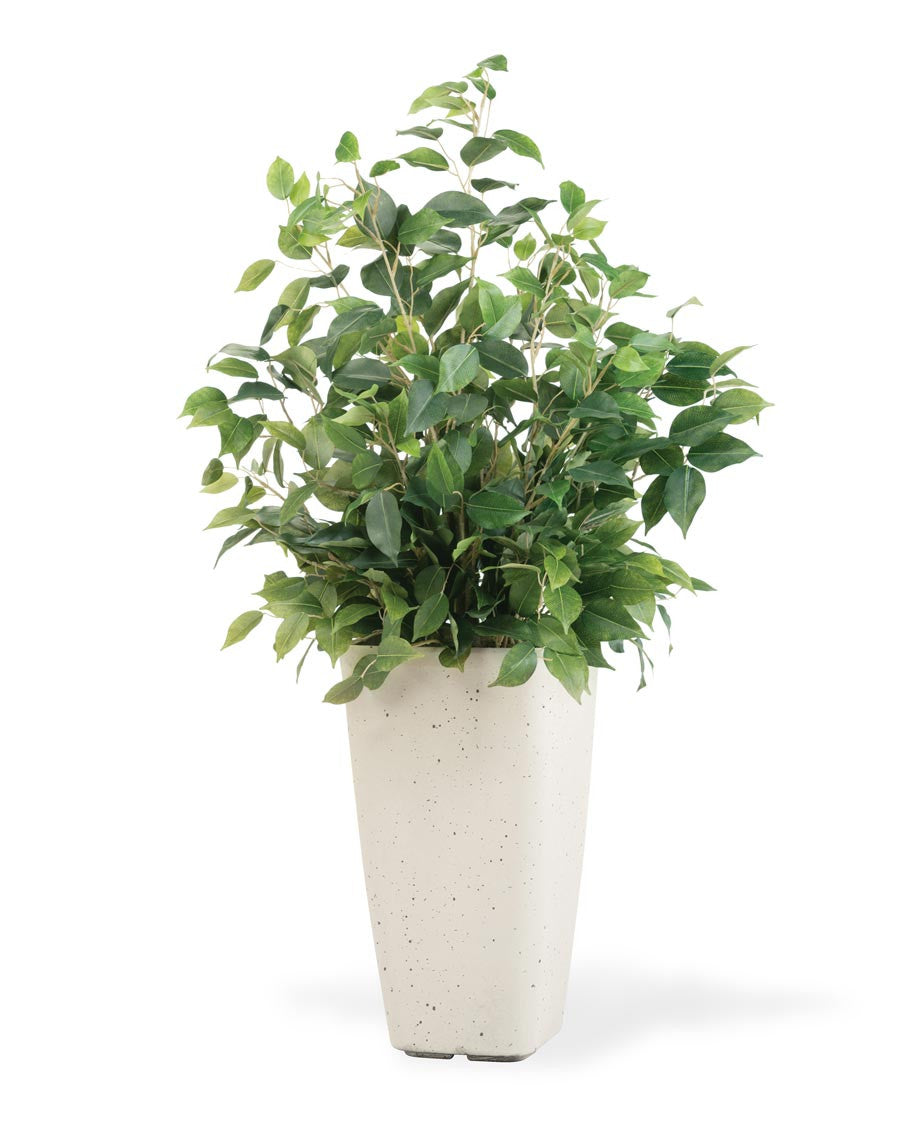 Bushy Ficus Plant PLA320-GR
