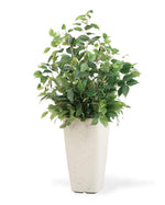 Bushy Ficus Plant PLA320-GR