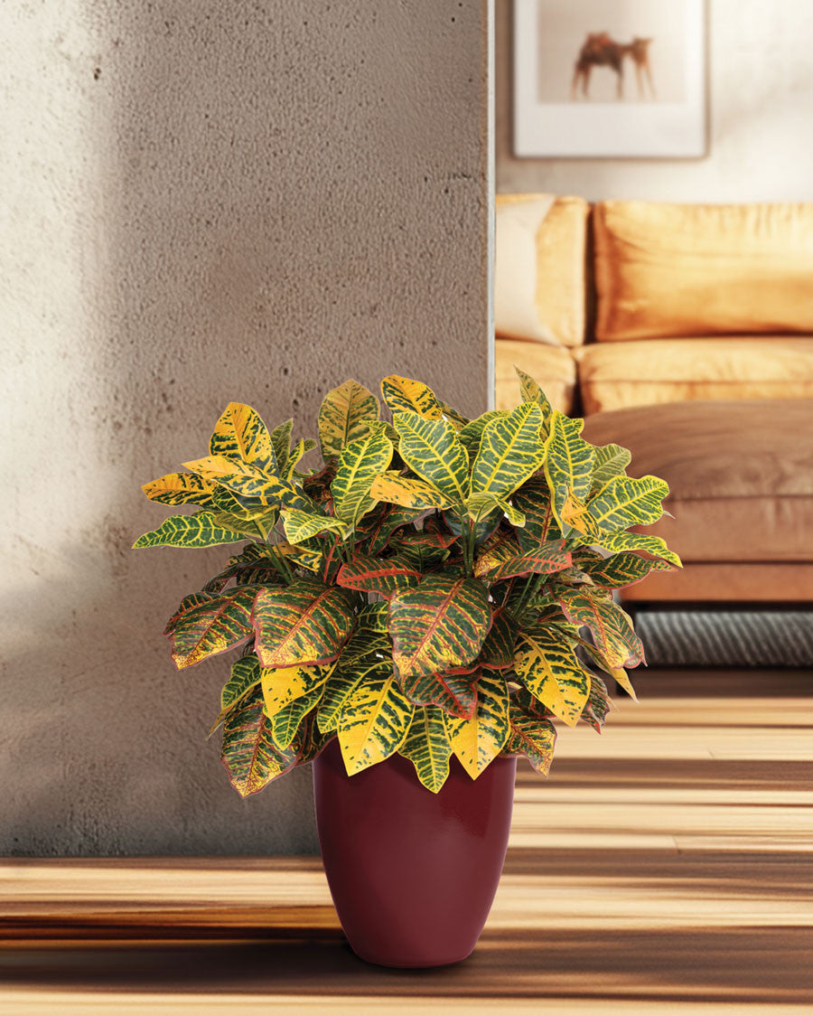 Double Croton Silk Floor Plant PLA328-NA