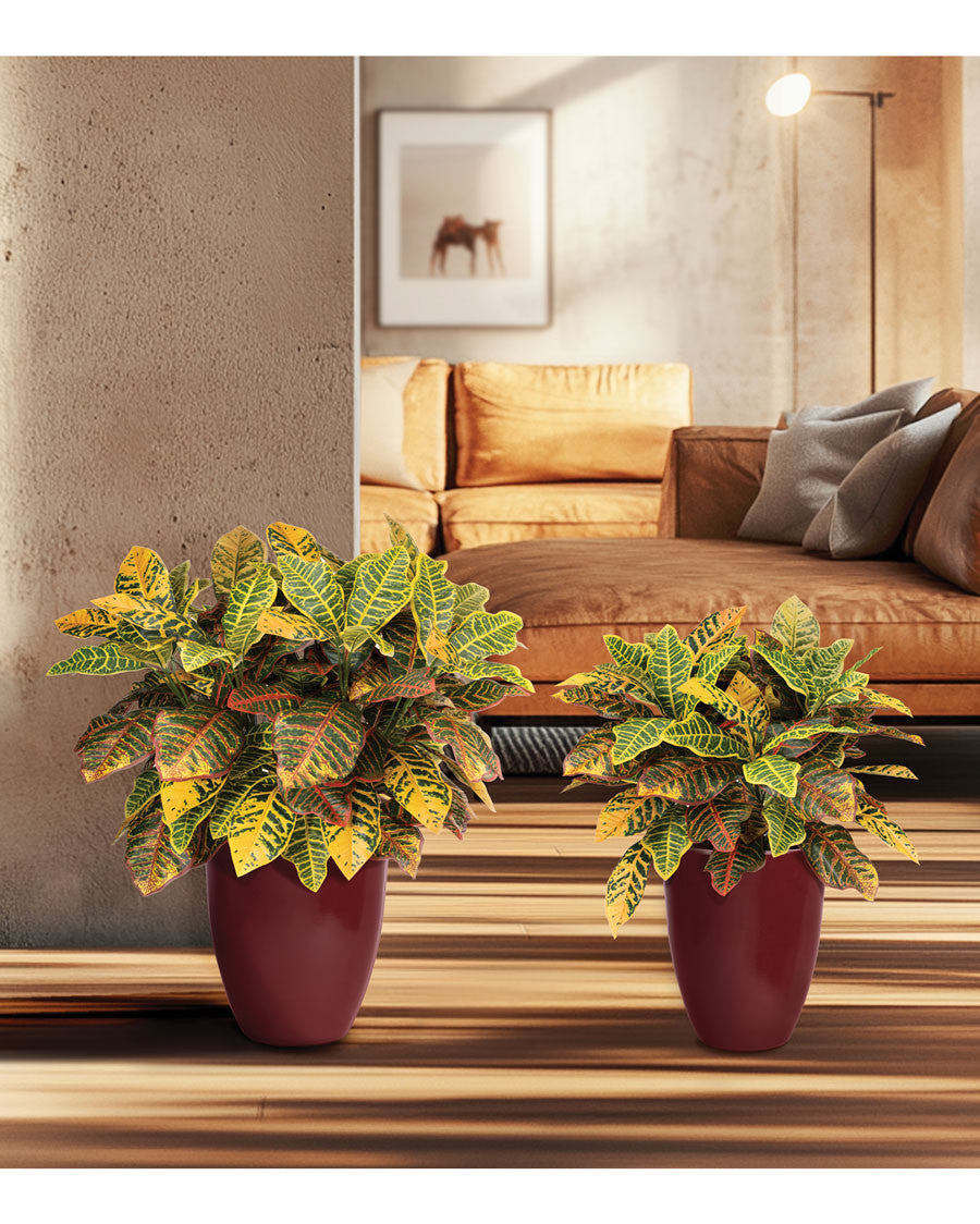 Double Croton Silk Floor Plant PLA328-NA