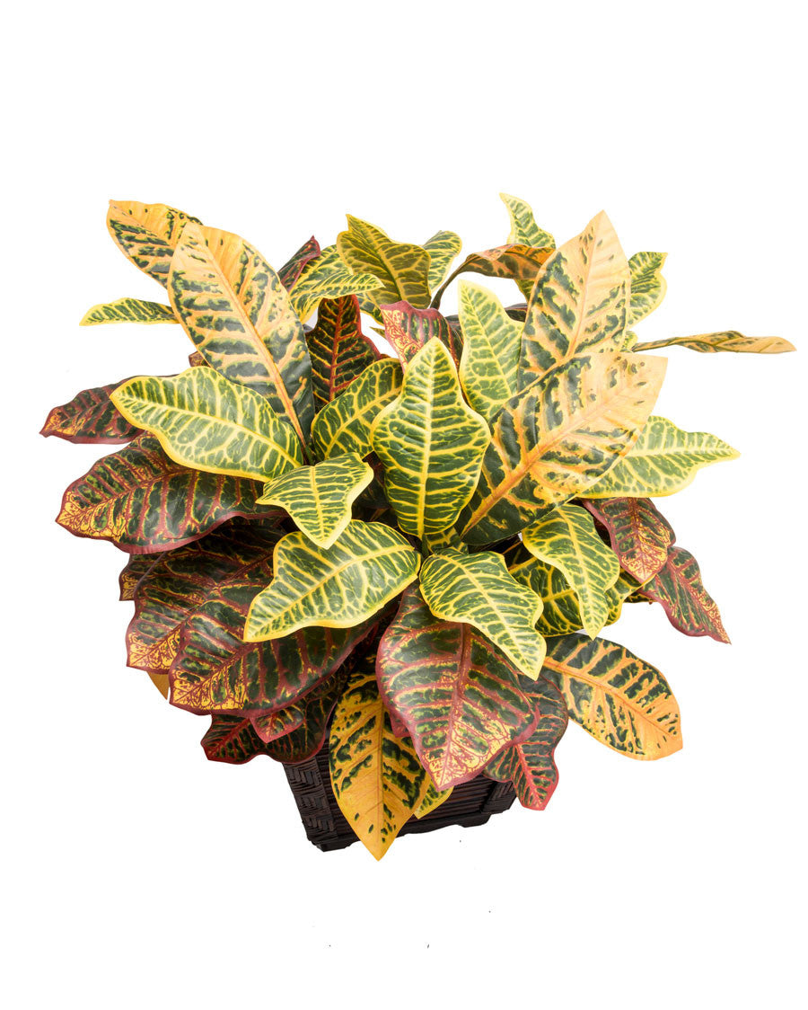 Croton Silk Floor Plant PLA425-NA