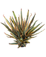 Baja Agave Artificial Floor Plant PLA427-NA