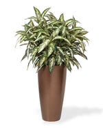 Double Chinese Evergreen Silk Floor Plant PLA474-GC