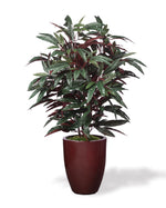 Faux Mango Plant PLA488-GB
