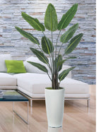 Paradise Palm PLA495-GR