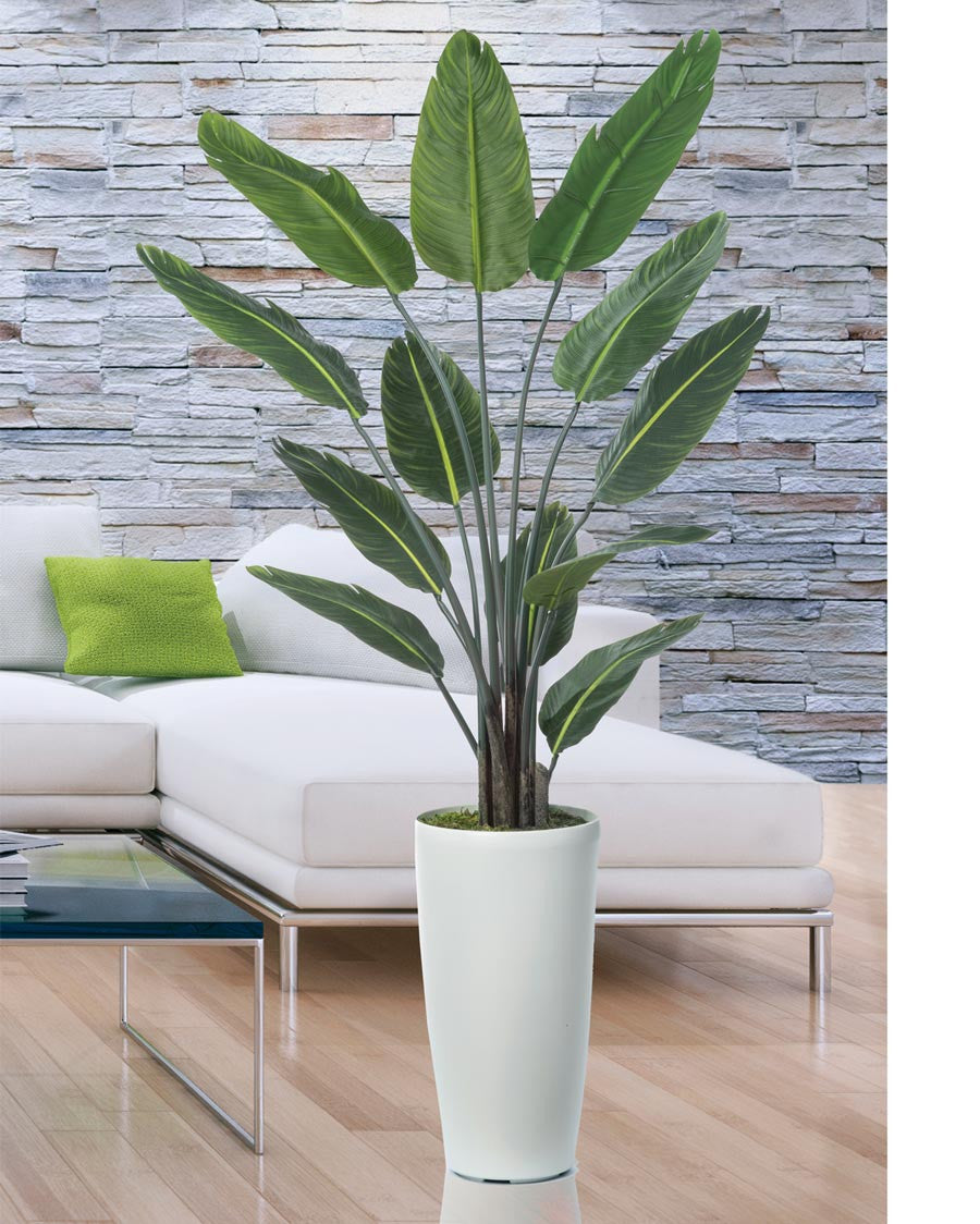 Paradise Palm PLA495-GR