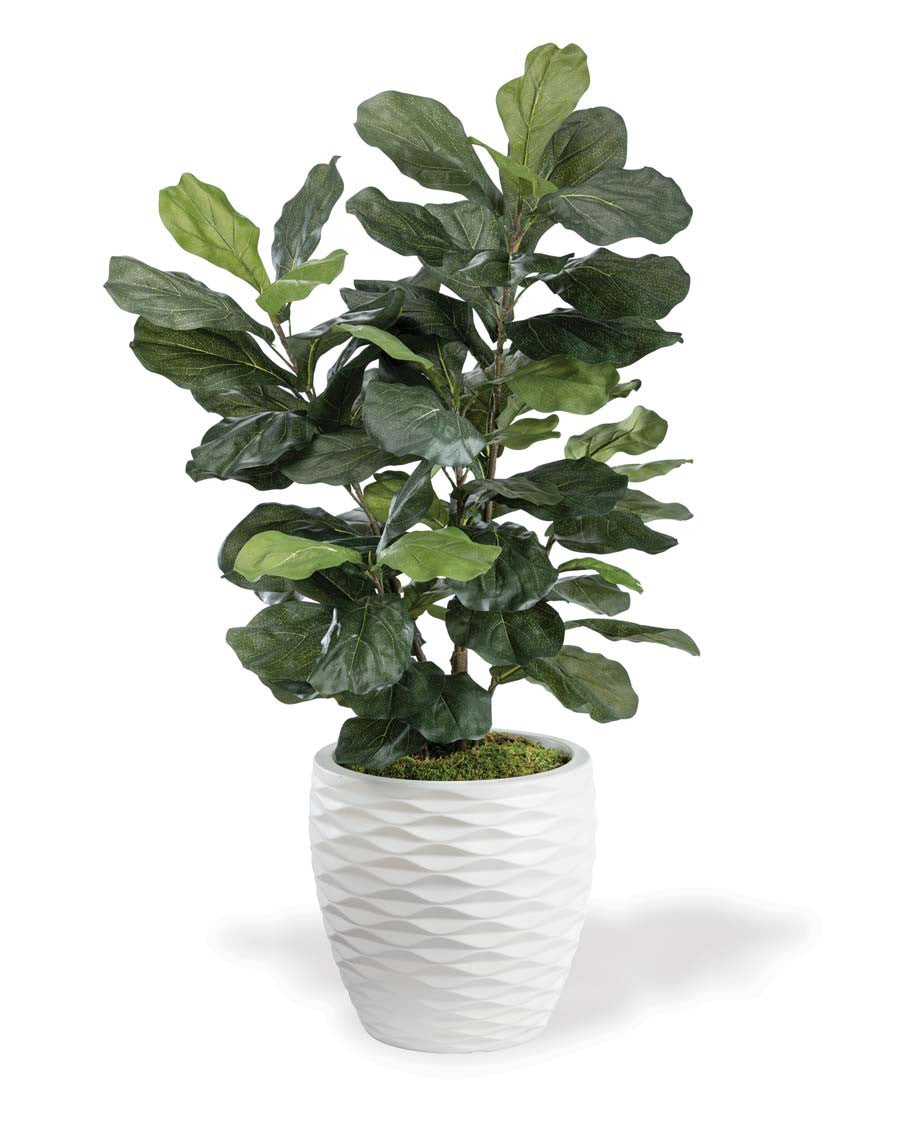 Fiddle Leaf Silk Plant PLA506-GR