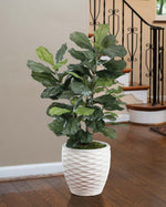 Fiddle Leaf Silk Plant PLA506-GR