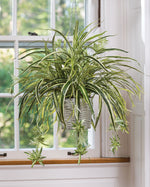 Hanging Spider Plant Silk Foliage Planter PLB409-GR