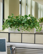 Pothos Silk Planter PLC314-GC