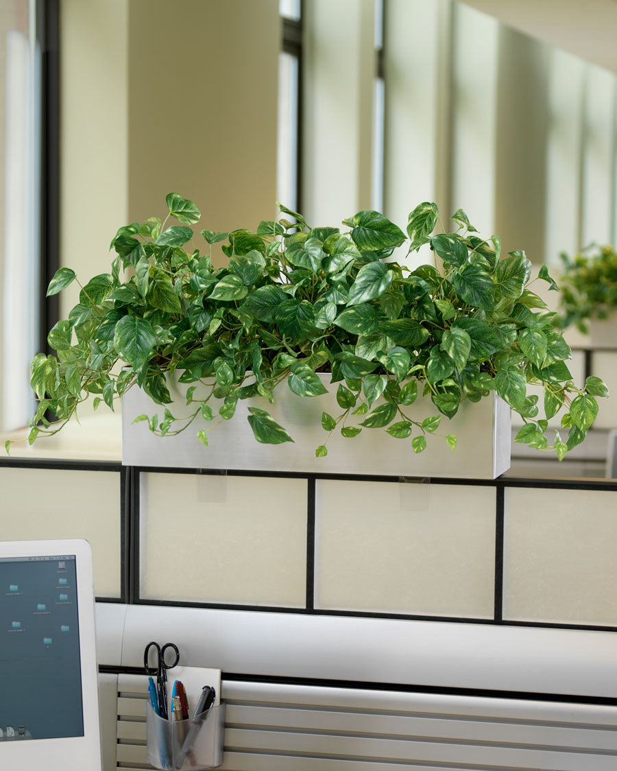 Pothos Silk Planter PLC314-GC