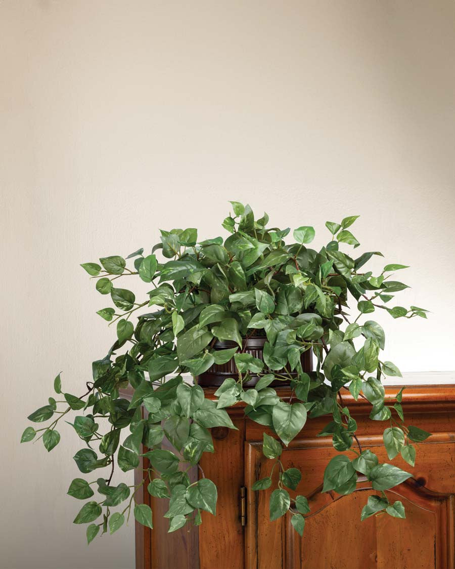 Cascading Pothos Silk Planter PLD210-GC