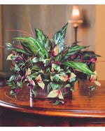 Silver King & Wandering Jew Silk Foliage Planter PLD293-GB
