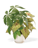 Money Tree & Caladium Faux Foliage Planter PLD361-NA