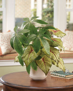 Money Tree & Caladium Faux Foliage Planter PLD361-NA
