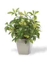 Seeded Schefflera Faux Foliage Planter PLD500-GR