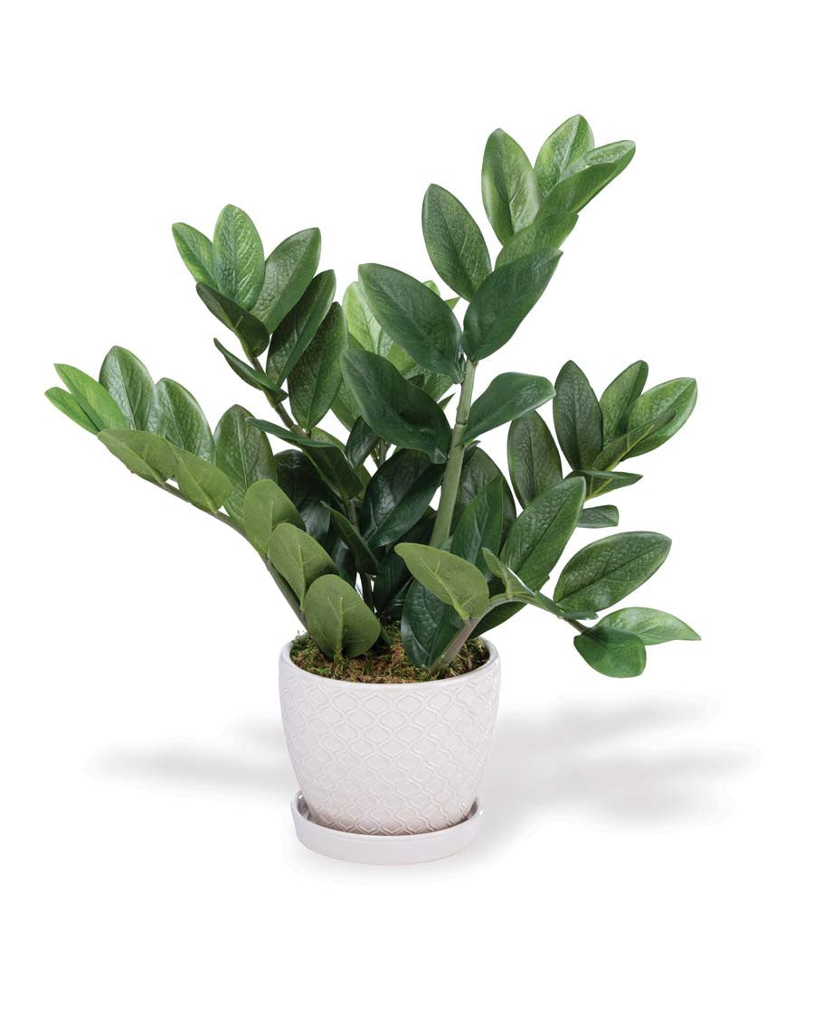 Faux ZZ Plant PLD509-GR
