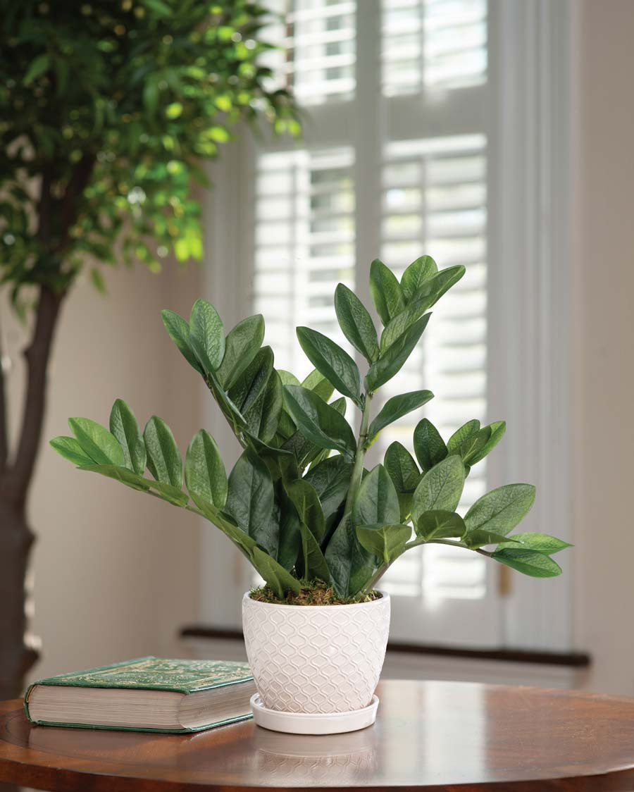 Faux ZZ Plant PLD509-GR