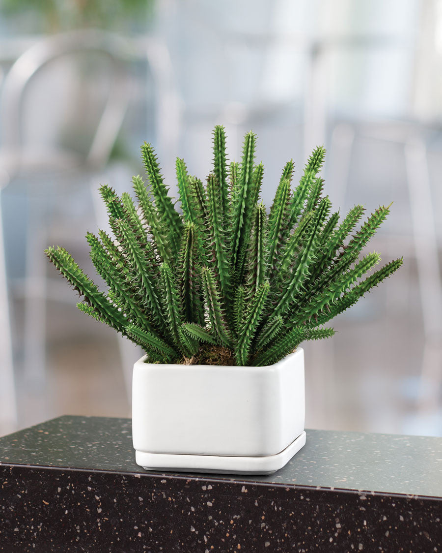 Desktop Cactus Faux Succulent Planter PLD532-GR