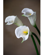 24" Silk Calla Lily Bud Flower Stem S3064