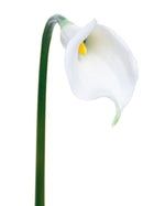 24" Silk Calla Lily Bud Flower Stem S3064