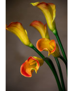 24" Silk Calla Lily Bud Flower Stem S3064