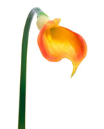 24" Silk Calla Lily Bud Flower Stem S3064