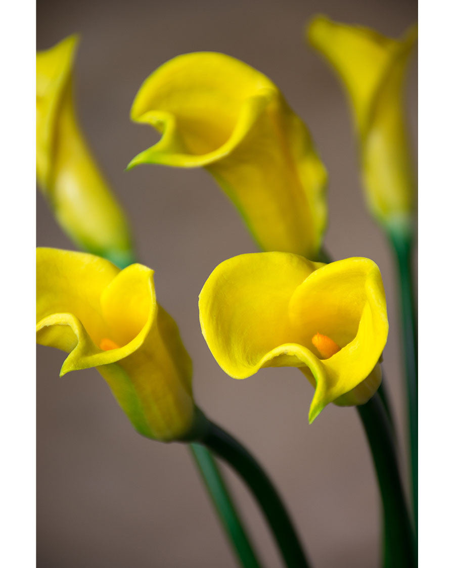 24" Silk Calla Lily Bud Flower Stem S3064